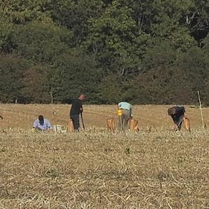 Harvesting Potato experiment 2