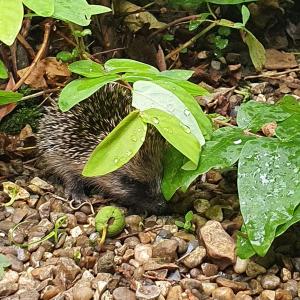 Hoglet