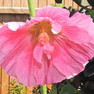 Hollyhock