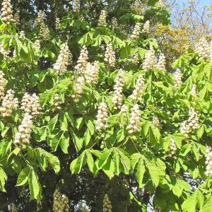 Horse Chestnut2