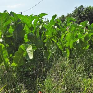 HorseRadish