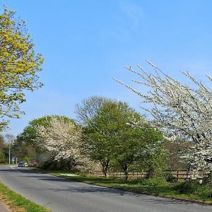 Howlet way