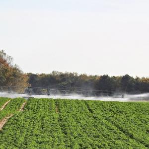 Irrigation Parsley 