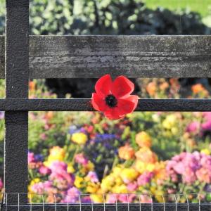 Kirton road Roselea remembrance 2018