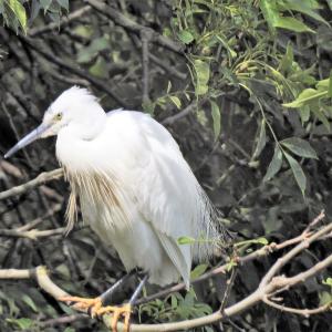Little Egret 
