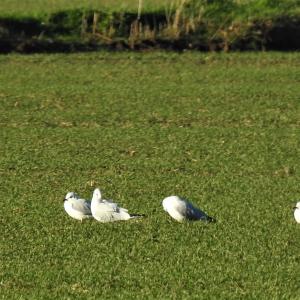 Loafing Gulls 2