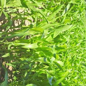 Maize Animal feed 