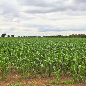 Maize