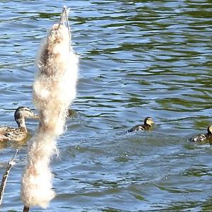 Mallard