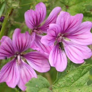 Mallow sp.