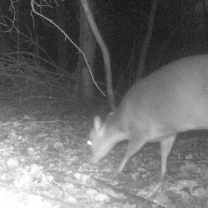 Muntjac
