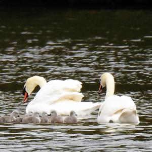 Mute Swan and cygnets 3