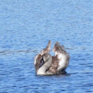 Mute Swan cygnet developing adult plumage 86 3
