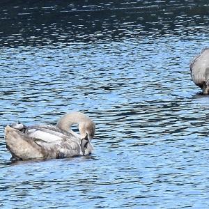 Mute Swan cygnet developing adult plumage2 86 2