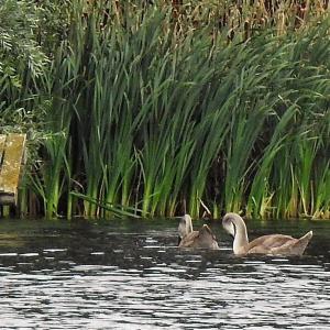 Mute Swans 3