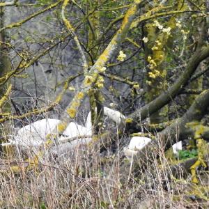 Mute Swans nesting 
