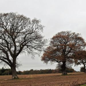 November trees