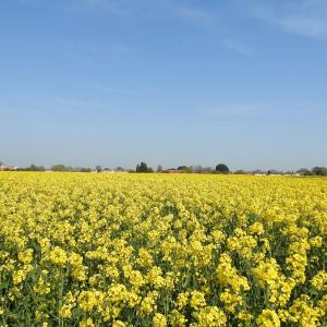 Oil Seed Rape