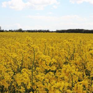 Oil seedRape Flowers 1