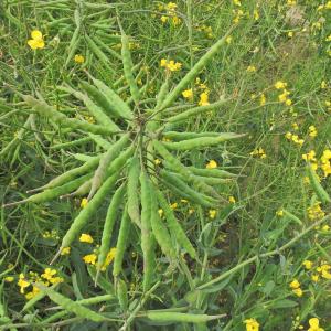Oilseed Rape see sed pods 2