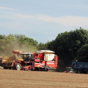 Onion Harvesting 5