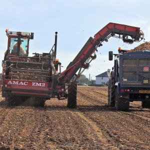 Onion harvesting 
