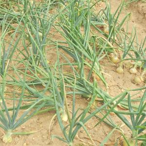 Onions close to harvest 