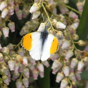 Orange Tip 14.4.09