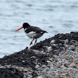 Oyster Catcher