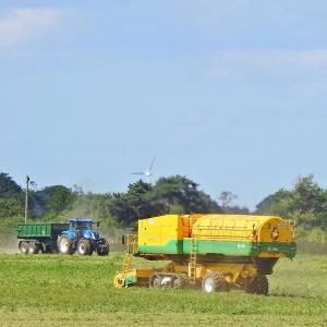 Peas harvesting 