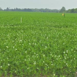 Peas