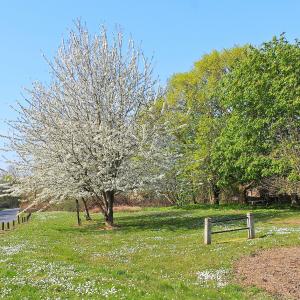 Picnic Site