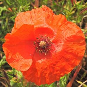 Poppy