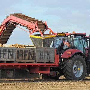 Potato Harvest 