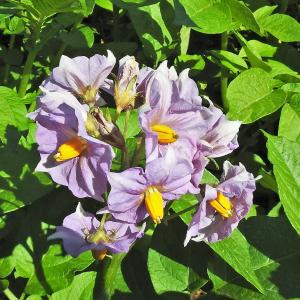 Potato flower