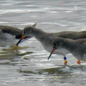 Redshank with coloured rings YO BY