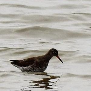 Redshank