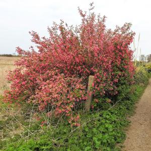 Ribes sp 