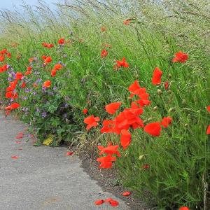 Road verge Poppy sp Mallow sp 