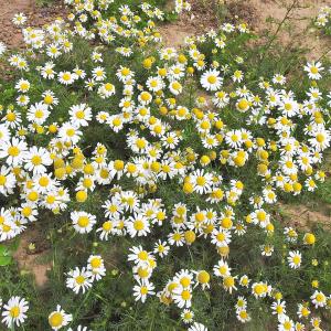 Scentless Mayweed