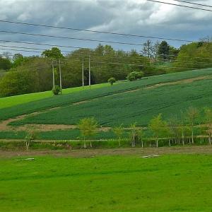 Shades of Green