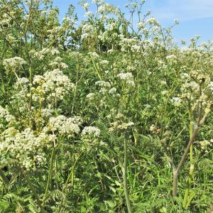Sheeps parsley