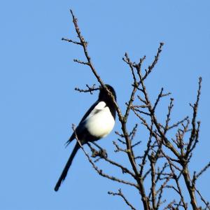 Shy Magpie 