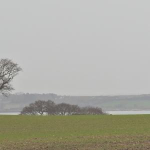 Sleighton Oaks