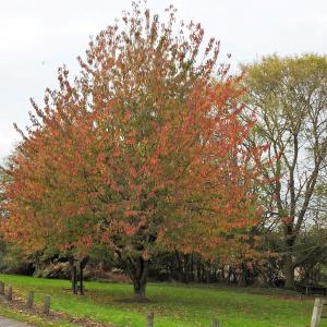 Slow Autumn 2019 5