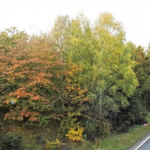 Slow Autumn 2019