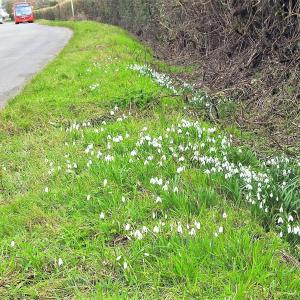Snowdrops and a bus Back Road Feb 2021 