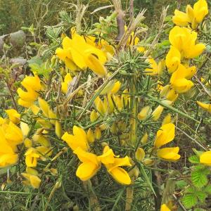 Spring 2020 Gorse