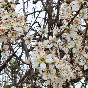 Spring 2020 Hawthorn