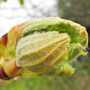 Spring 2020 Horse Chestnut